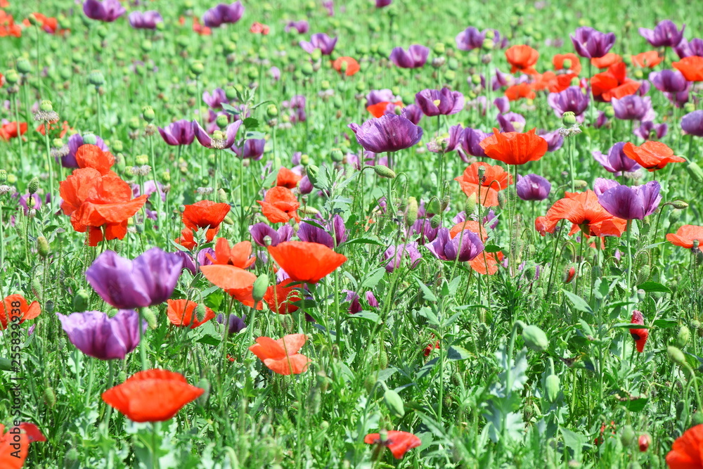 Naklejka premium Papaver Somniferum L Poppy Colorful Floral Field Stock Photo