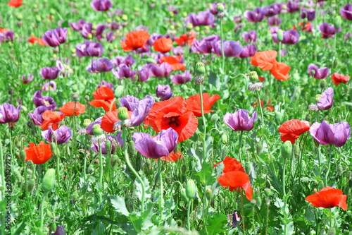 Papaver Somniferum L Poppy Colorful Floral Field Stock Photo