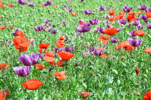 Papaver Somniferum L Poppy Colorful Floral Field Stock Photo