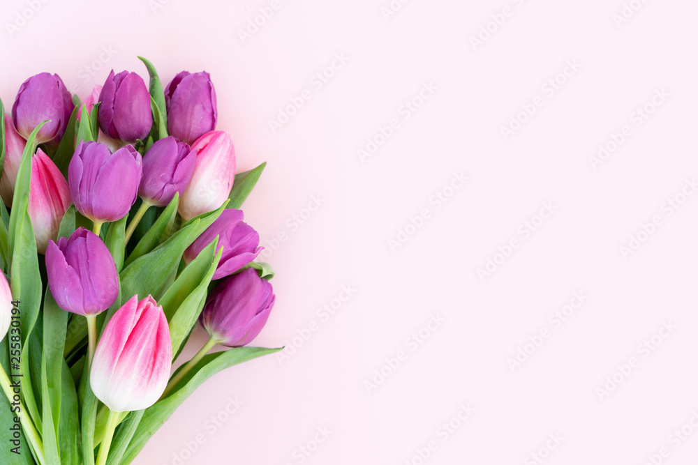 Pink fresh tulips Pink fresh tulips