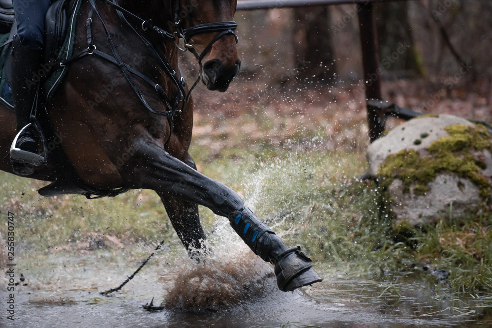 Obraz premium Detail Pferdebein im Wasser