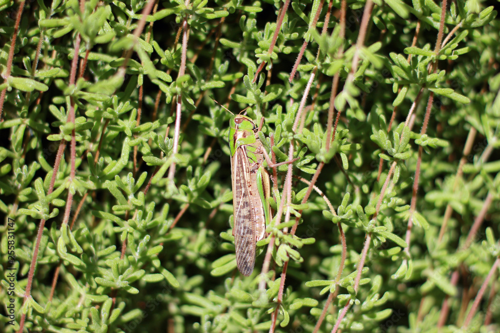Camouflaged grasshopper hidden in shrubbery