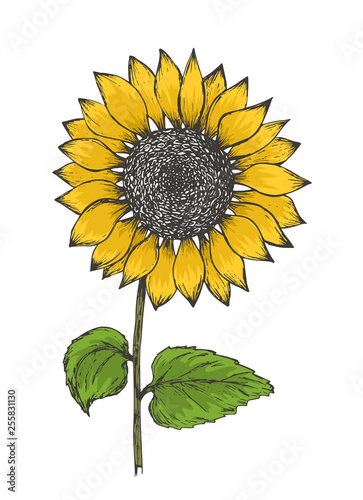 Retro black outline ink pen sketch of colorful yellow sunflower. Hand drawn color illustration of sun flower isolated on white background for botanical pattern design, greeting card decoration