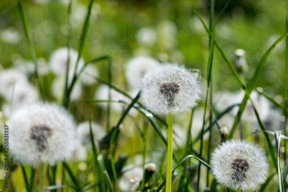 dandelion in the grass dandelion in the grass
