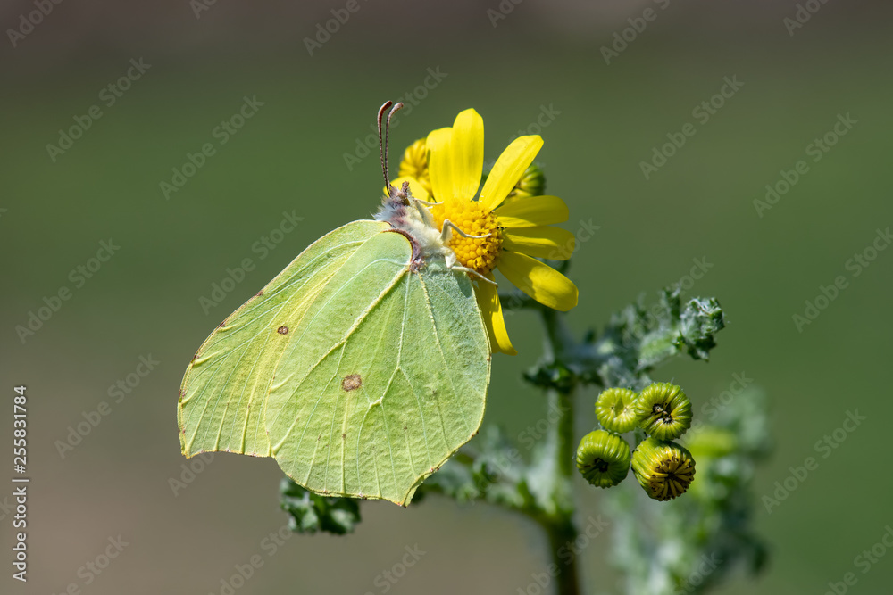 Pieridae / Orakkanat / / Gonepteryx rhamni Pieridae / Orakkanat / / Gonepteryx rhamni