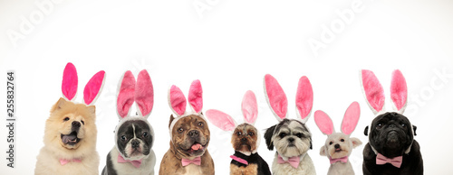 Canvas Print funny group of puppies wearing bunny ears for easter holiday