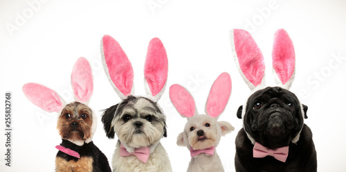 Sticker four cute little dogs wearing bunny ears for easter