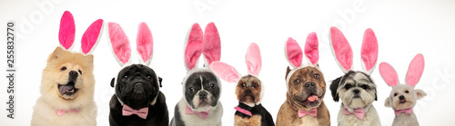 large group of dogs wearing bunny ears for easter