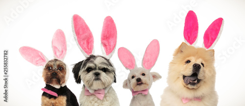 Photography four dogs team ready for easter