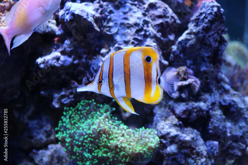 Orange striped Little Nemo fish swimming among coral