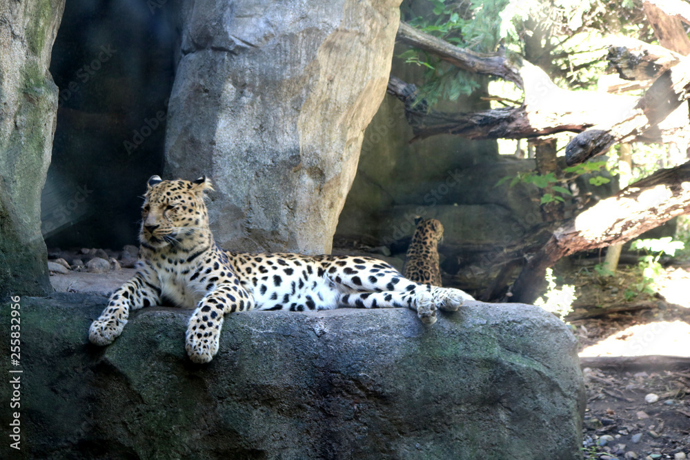 Magestic Cheatah Lounging on a Rock in Front of a Cave Magestic Cheatah Lounging on a Rock in Front of a Cave