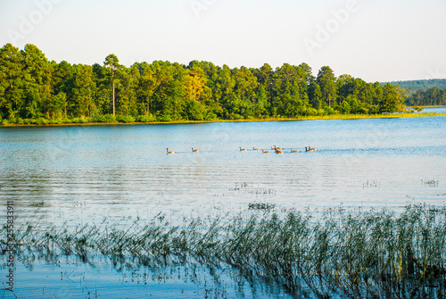 Geese on Degray Lake Resort State Park in  Arkansas
