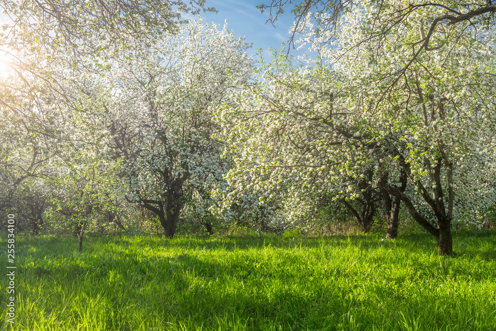 Spring blooming garden in the rays of the sun. Photo with soft focus. Natural background. Spring blooming garden in the rays of the sun. Photo with soft focus. Natural background.