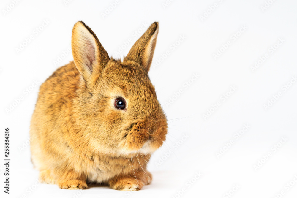 Obraz premium gray rabbit on a white background