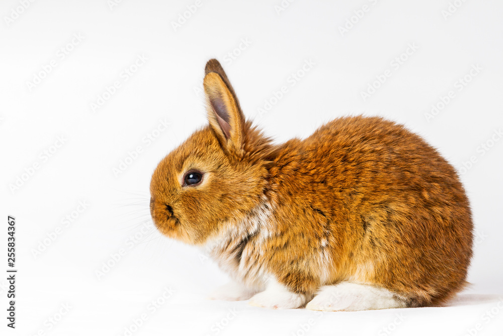 red rabbit with white legs