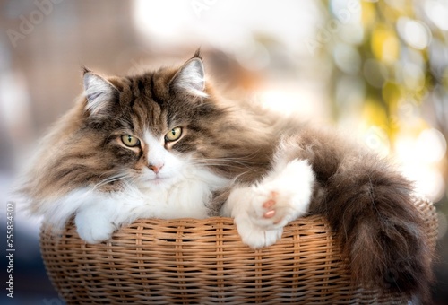Schilderij op canvas Gemütlicher Katzenalltag