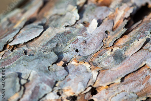 texture of tree bark