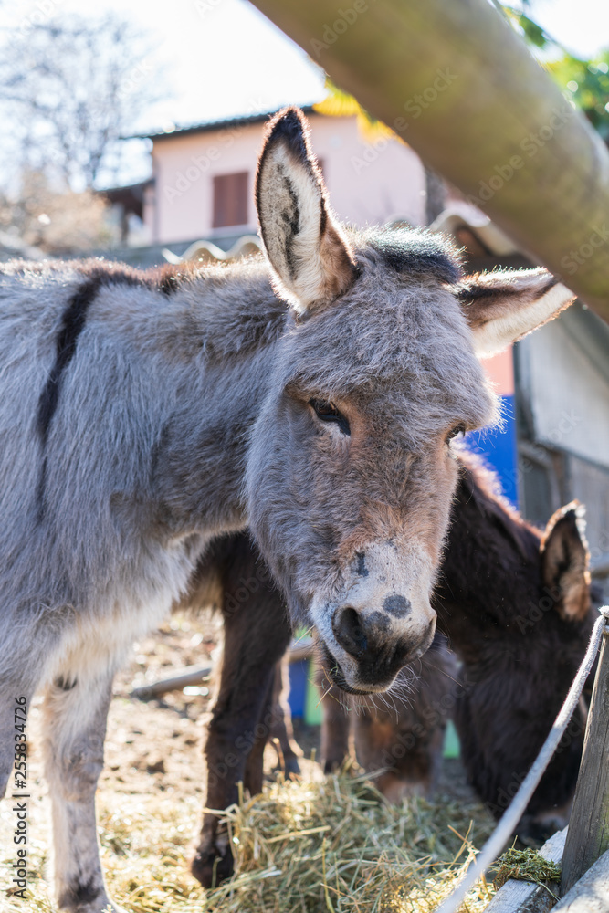 Donkey from Gambarogno eating hay in spring sun