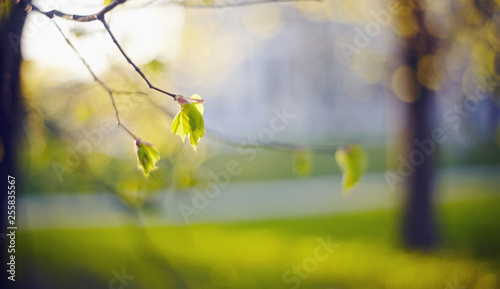 Spring blurred background with green escapes on linden bush branches