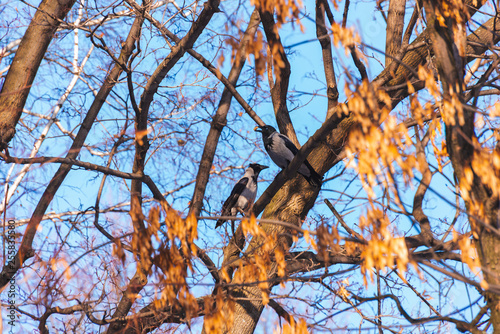 Crow sitting on a branch