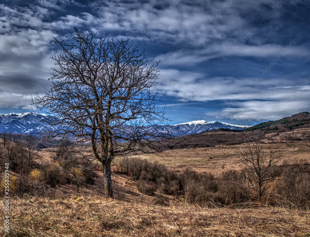 A bare tree on the high-end of a countryside valley, dry yellow grass and bushes around, blue sky with clouds above, snowy mountains in the background.