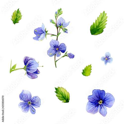 Fototapeta Naklejka Na Ścianę i Meble -  set of blue flowers Vernica officinalis