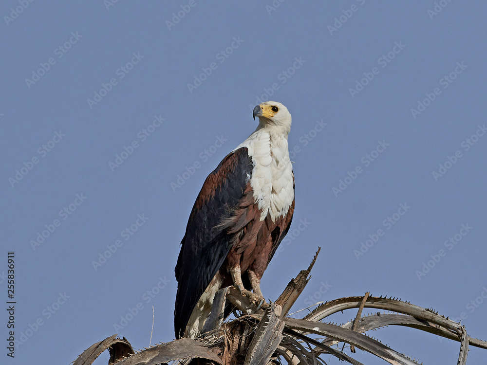 African fish eagle (Haliaeetus vocifer), African fish eagle (Haliaeetus vocifer),