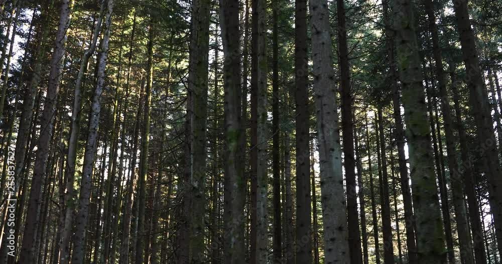 Slowly panning through a forest trees canopy looking up. Slowly panning through a forest trees canopy looking up.