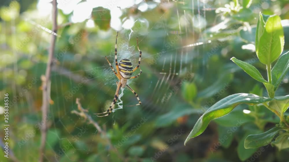 Wasp spider on cobweb, sunny ray lightning green leaves in background Wasp spider on cobweb, sunny ray lightning green leaves in background
