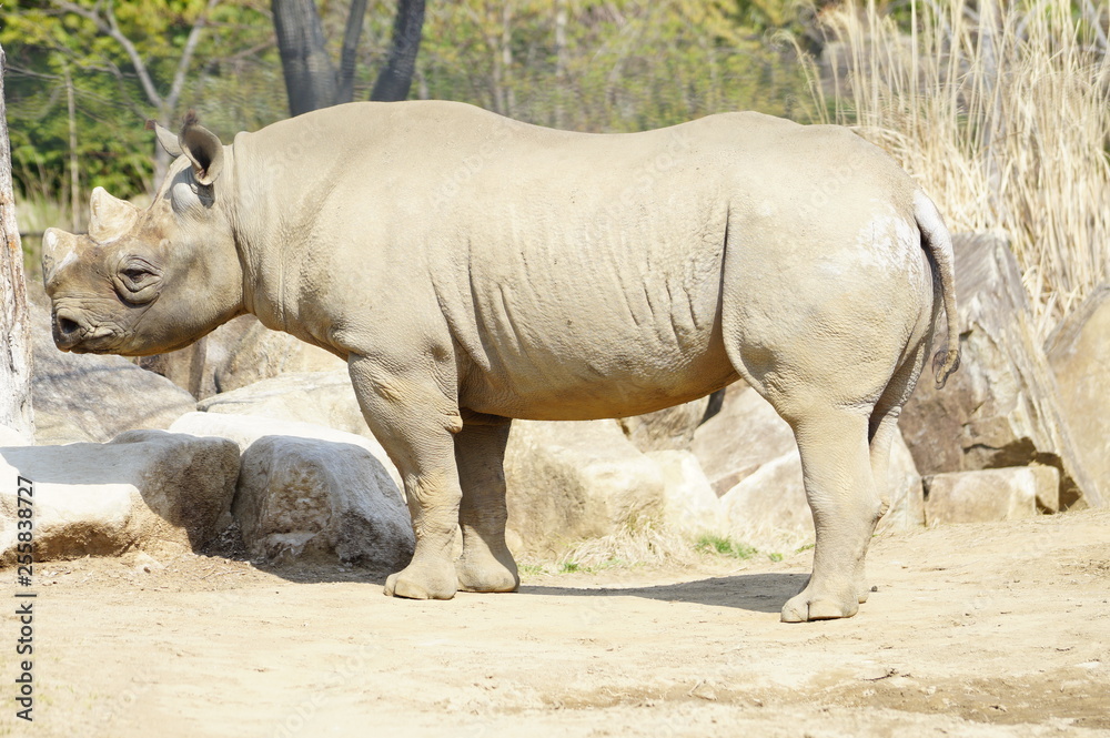 Obraz premium サイ