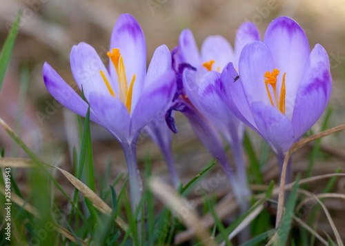 Blühende lila Krokusse im Frühling