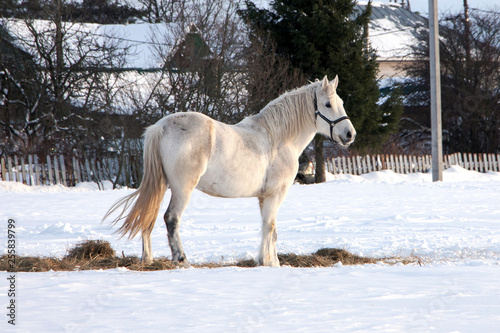 Countryside landscape with white beautiful horse in the snow. © Helga Hally