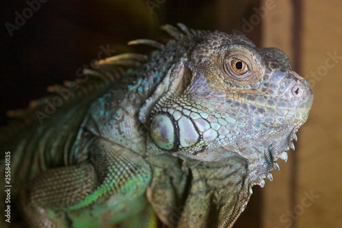 green iguana on a branch © steve