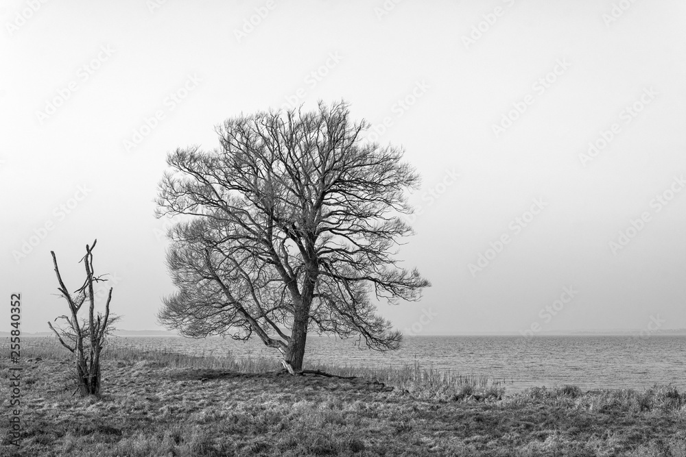 Fototapeta premium Winter trees by lake