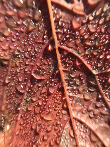 Close-up of drops of water on a leaf with reflections of light