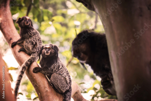 several monkeys in a tree. Monkey Callithrix penicillata in danger of extinction. Brazilian fauna. photo