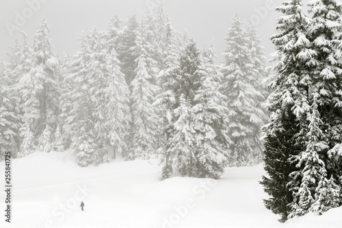 Skier at the bottom of a hill with snow covered trees in a coniferous mountain forest; forest surrounded and enveloped in a cloud or fog