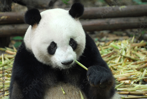 close up on giant pandas sitting and eating
