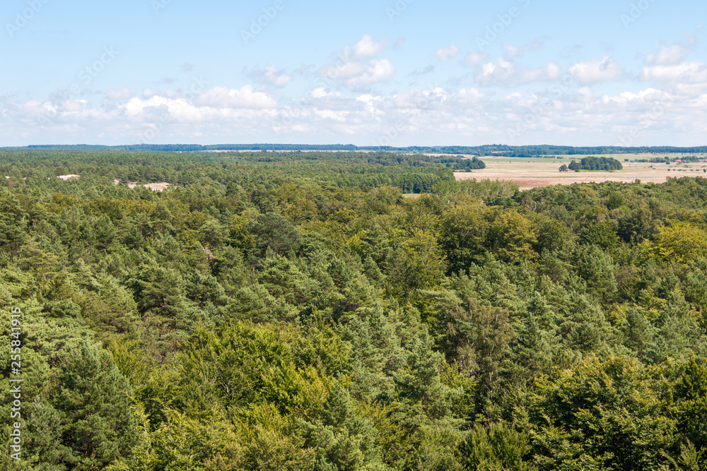 Forest seen from above - from a bird's eye view