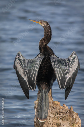 Anhinga