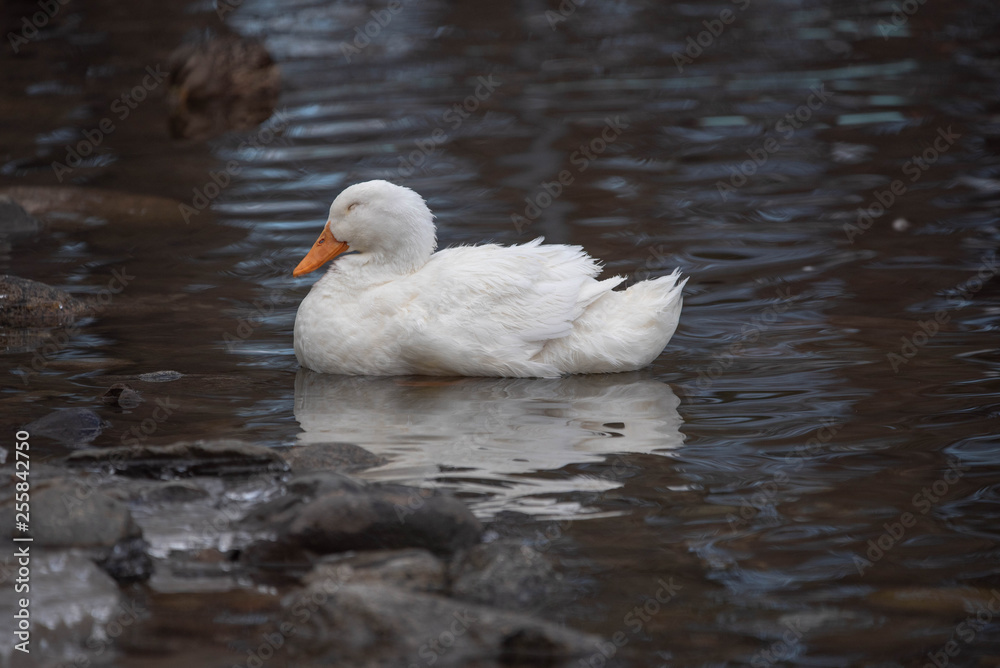 Sleepy Goose in a Pond