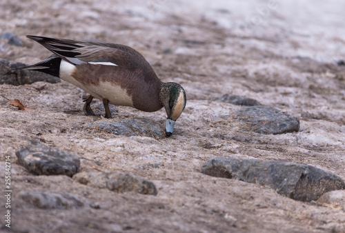 American Wigeon Duck