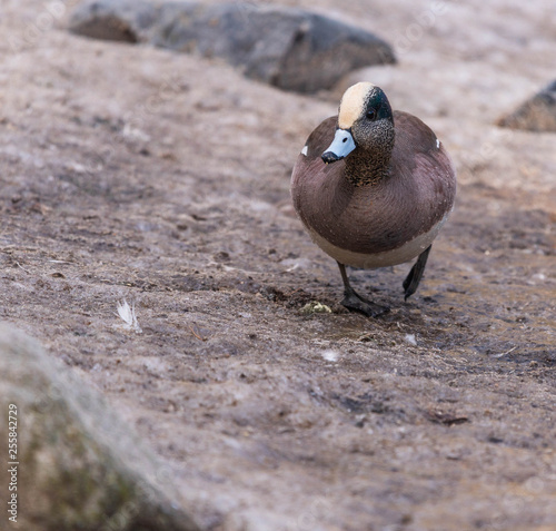 American Wigeon Duck