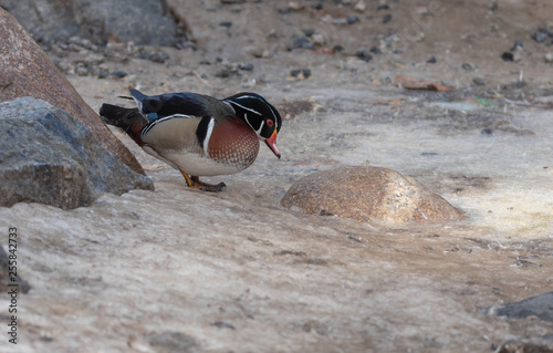 American Wood Duck