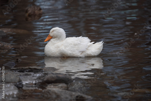 Sleepy Goose in a Pond
