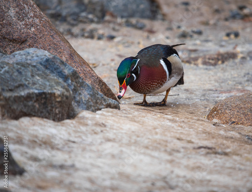 American Wood Duck