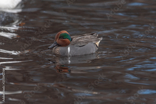 American Wigeon Duck