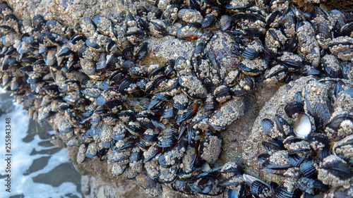 Close-up of Mussels and Barnacles