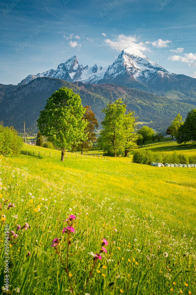 Idyllic mountain scenery in the Alps with blooming meadows in springtime