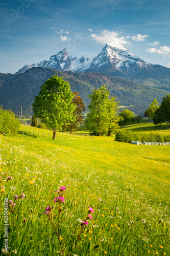 Fototapeta Naklejka Na Ścianę i Meble -  Idyllic mountain scenery in the Alps with blooming meadows in springtime